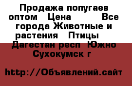 Продажа попугаев оптом › Цена ­ 500 - Все города Животные и растения » Птицы   . Дагестан респ.,Южно-Сухокумск г.